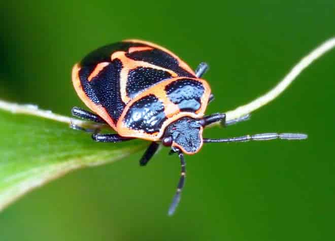 昆虫図鑑・ナガメ